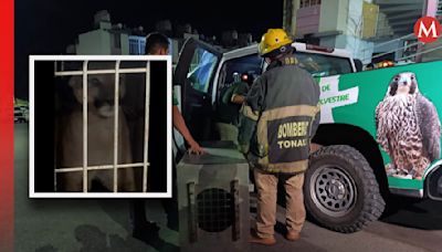 Capturan a puma que fue hallado en Tonalá, Jalisco