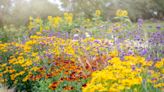 What perennials can I plant in September? 7 of the best to get in the ground before cold weather arrives