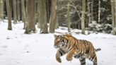 Siberian Tiger Kills Dog, Mauls Owner