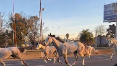 Un coronel dio detalles de cómo escaparon 46 caballos de los Granaderos de Campo de Mayo