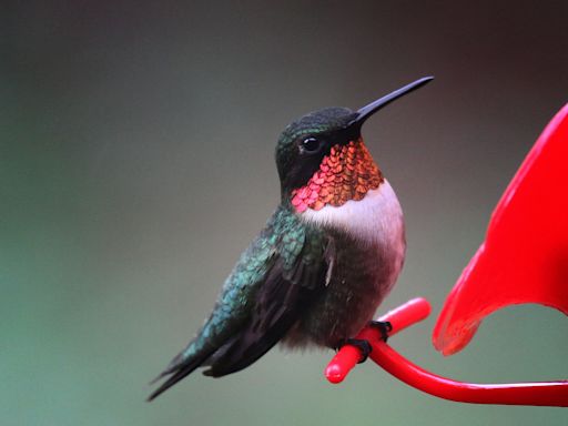 Hummingbird migration map says Iowans are seeing these tiny birds. How long do they stay?