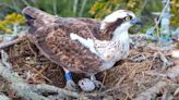 Poole Harbour ospreys: South coast's only breeding pair lay egg