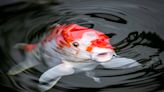 Man's Attempt to Rescue Koi Fish From a Vacant Mall in New York Is Going Viral