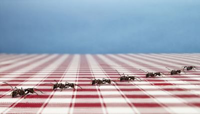 Here's How to Get Rid of Ants in Your Home and Yard for Good