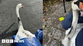 Reading: Swans covered in 'thick oil' after River Kennet spill
