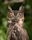 Great horned owl