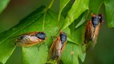 Are Cicadas Dangerous? Do They Bite? Here’s the Scoop, According to Experts