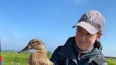 Why Essex scientists need help to solve the mystery of the duck decline