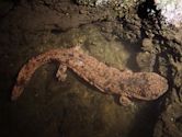 Japanese giant salamander