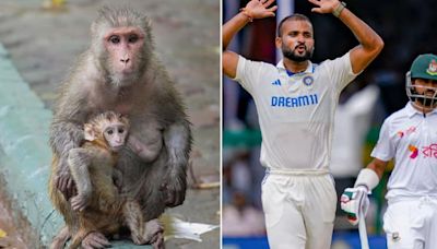 IND vs BAN, Kanpur Test: UPCA Hires Langurs To Fight Monkey Menace At Green Park Stadium