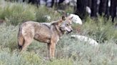 El último ataque mortal del lobo en el oriente de Asturias, a solo 30 metros de un pueblo