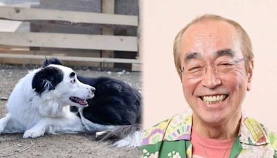 「愛犬側臉超像志村健」 日本飼主PO照吸引近600萬人朝聖