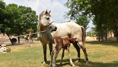 Raj Sheetal: India’s first live horse foal born through embryo transfer - The Tribune