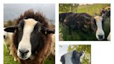Police warn of rise in livestock thefts after sheep stolen from field