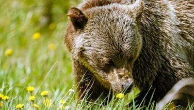 Certain 'problem' grizzly bears can now be hunted in Alberta | CBC News