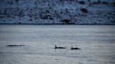 La imagen de orcas cazando tiburones que asombra a los científicos: “Podría estar creando un paisaje del miedo”