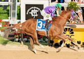 California Chrome