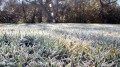 Protect your plants: Nighttime freezes to chill Northeast into Friday