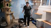 Kitten season ramps up for Vancouver cat shelter Furry Friends