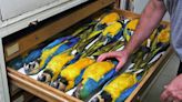 32 fascinating photos of one of the world's largest bird collections that the public will never see