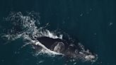 North Atlantic right whale calf found dead off Massachusetts coast