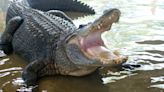 Florida Man Attacked By 11-Foot Alligator While Walking His Dog