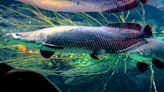 Conservation efforts rescue giant fish from brink of extinction: 'The answers are often in the hands of the local people and communities'