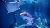Bergen aquarium hopes to teach compassion to misunderstood creatures during 'Shark Week'