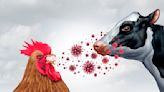 Influenza aviar: la pandemia que nos acecha