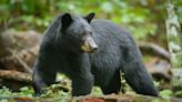 Yosemite’s Bears Are Climbing Half Dome Now