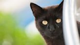 Cat Eye Boogers: Vet Explains What They Are and How to Get Rid of Them