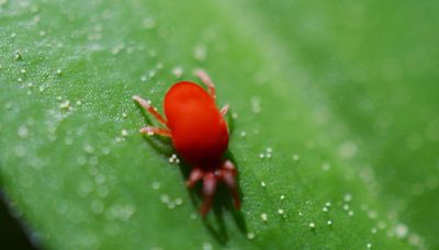 How to Get Rid of Clover Mites Naturally