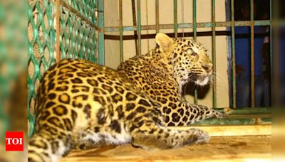 Since 2022, 52 leopard sightings reported in state | Goa News - Times of India