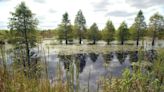 NC cut its wetlands rules. Now millions of acres may be vulnerable. | Opinion