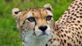 ‘Wonderful’ moment as zoo welcomes arrival of first cheetah for 24 years