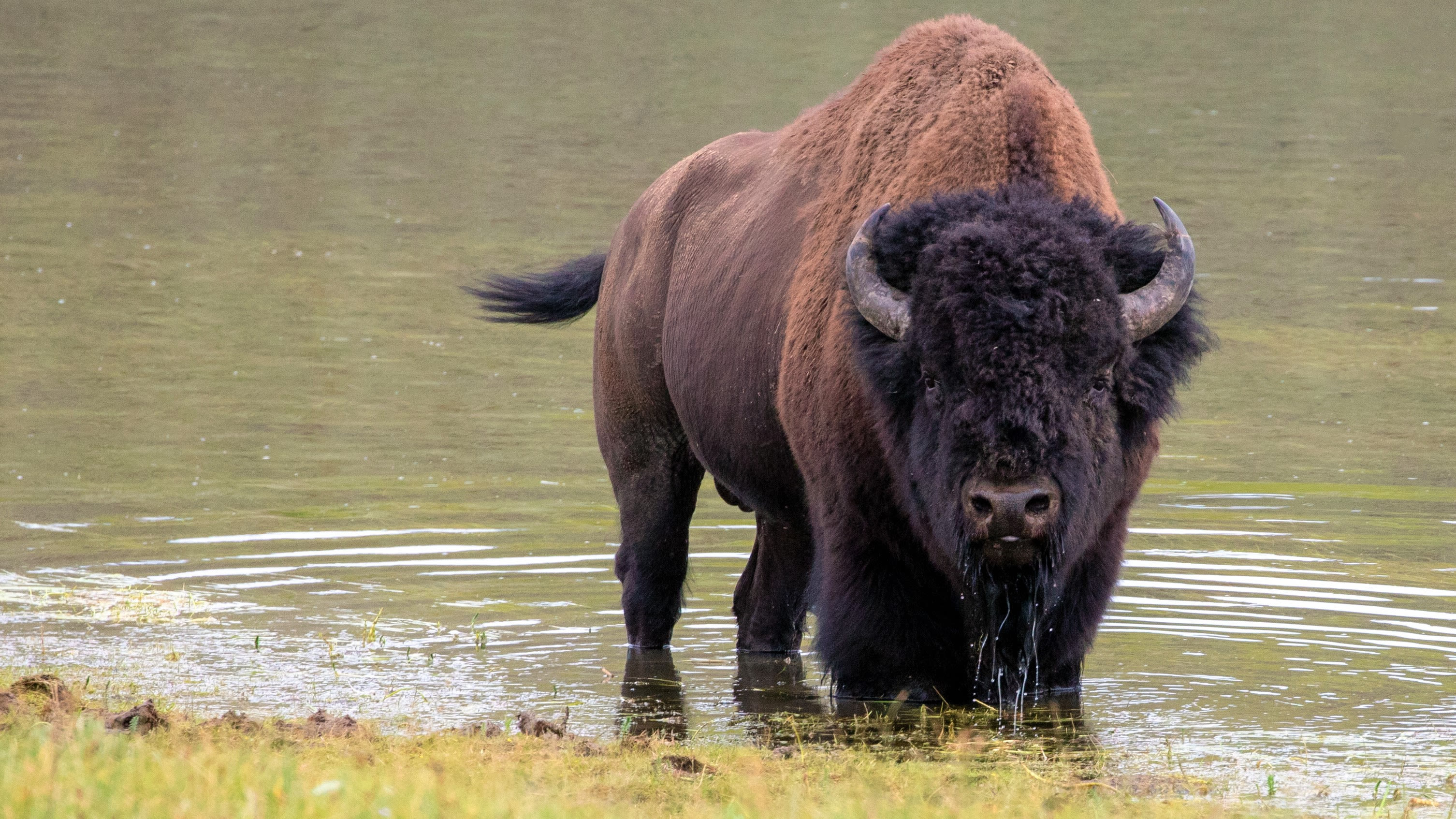 As Yellowstone reopens for the summer season, one hiker demonstrates what not to do around the park's bison