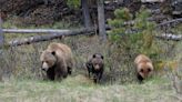 Beyond Local: After being relocated, grizzly family returns to Jasper area