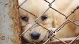 Sujeto es procesado por matar de hambre a más de mil perros