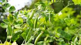 C'est la fin des haricots si vous faites ça au jardin en juillet !