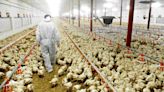 USDA Proposes Declaring Salmonella an Adulterant in Chicken