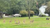 Noticing more deer along the side of the road in NJ recently? Here's why