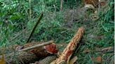 14 red sanders logs seized, one smuggling operative held in Annamayya district