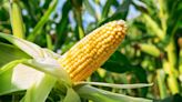 US Corn futures and other grains volatile ahead of US farming data | Invezz US Corn futures and other grains volatile ahead of US farming data