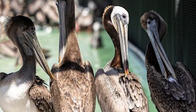 California brown pelicans are starving to death—despite plenty to eat