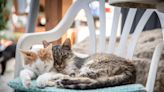 The Mediterranean 'island of cats' is facing disaster as 300,000 felines are estimated to have died from a cat coronavirus, say animal advocates