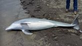 Federal agency offering reward after dolphin found shot on Louisiana beach