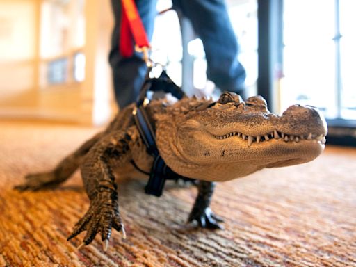 Wally the alligator's owner pushes back against online conspiracy theories & accusations