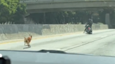 Drivers save dog running loose on 110 Freeway near Downtown Los Angeles