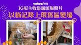 【城市記錄】舖頭貓躺坐花膠與藥材同眠 IG版主收集照片 以貓記錄上環舊區變遷