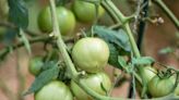 It's time to think about vegetable gardens. So which tomato plants should you try this year?